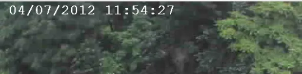 A timestamp burned into the top of a video frame over trees.