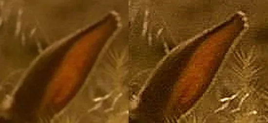 A close-up of the rabbit’s ear before and after sharpening.